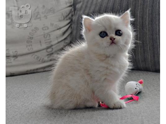 PoulaTo: Gccf Exotic Shorthair μωρά